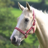 SHIRES Недоуздок "Wessex", красный-серый